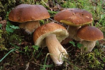 Corso formativo di preparazione ed esami per il rilascio dell&#39;idoneit&#224; alla vendita e il commercio per gli esercenti di funghi epigei freschi 